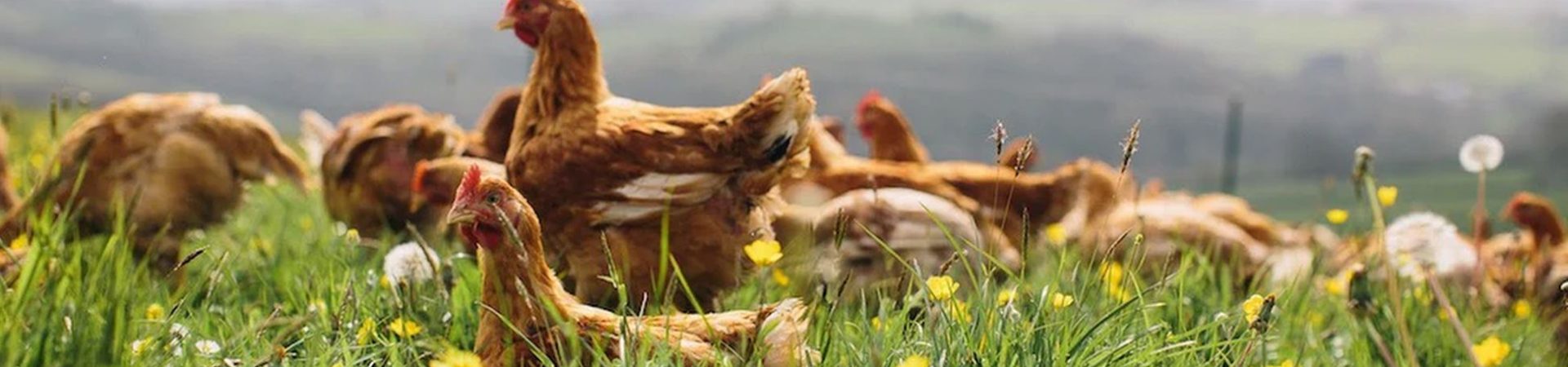 chiken farming large